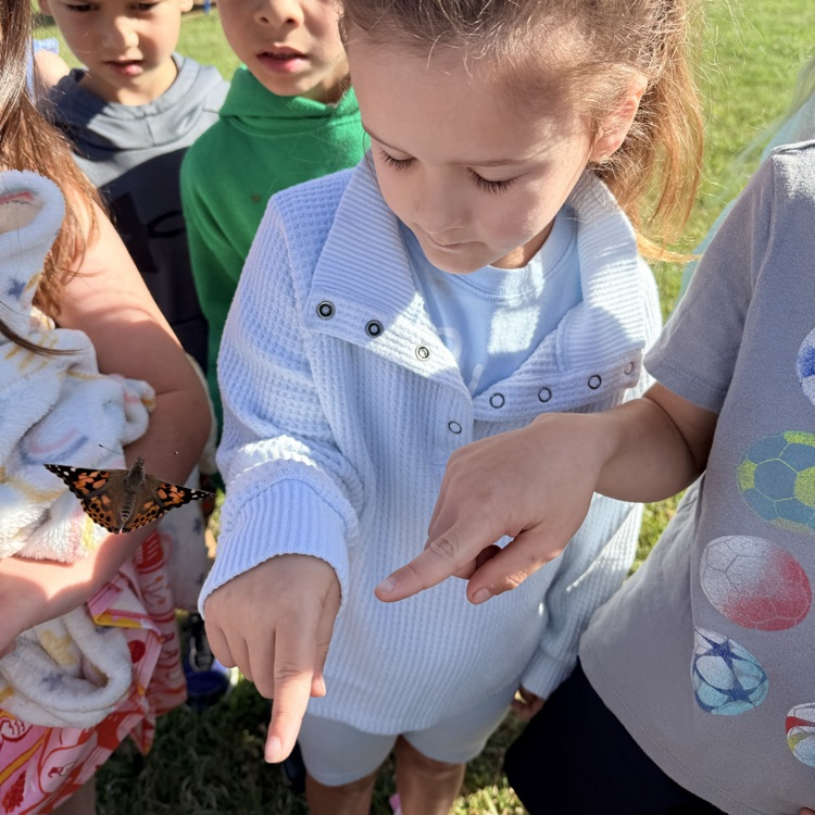 kindergarten butterfly release 