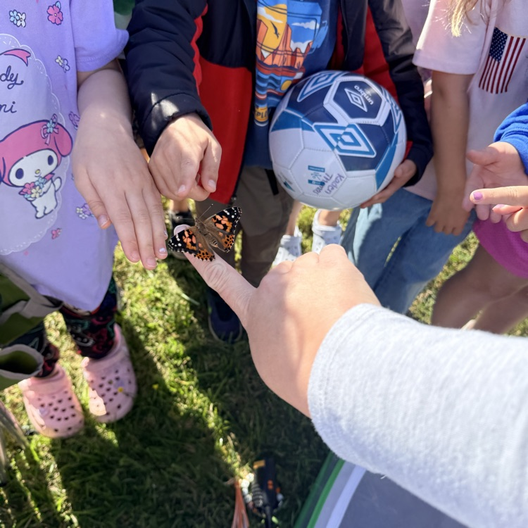 kindergarten butterfly release 