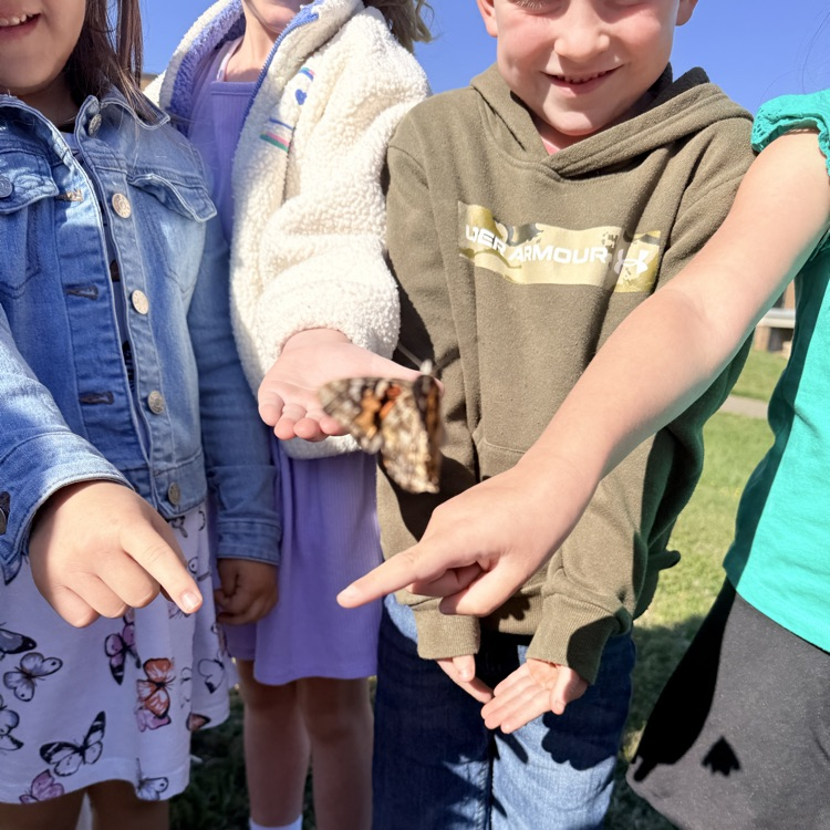 kindergarten butterfly release 