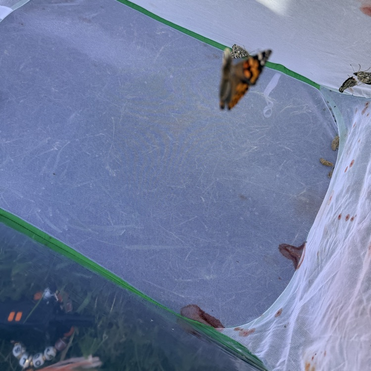 kindergarten butterfly release 