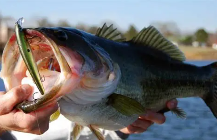 bass fish