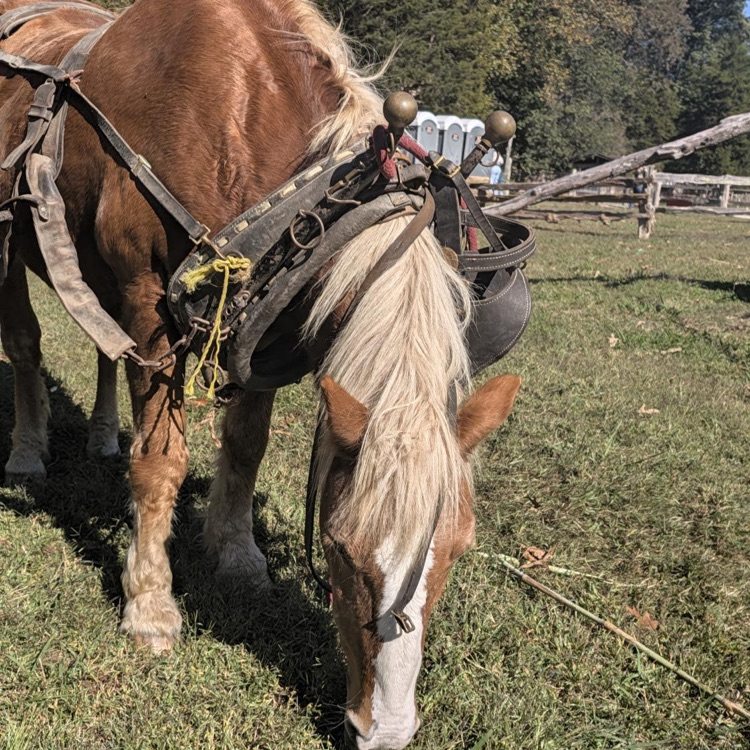 Horse with bridle, harness, and saddle pad in grassy area, head turned to right.