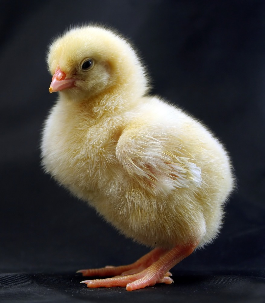 Photograph of a young chicken standing in front of a black drape backdrop.