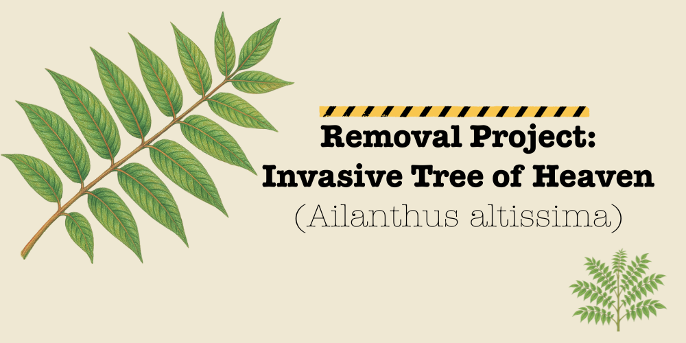 Removal Project: Invasive Tree of Heaven
