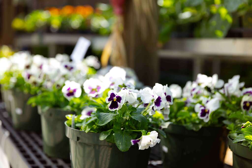 Plant Sale