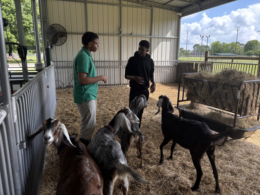 Students standing near goats