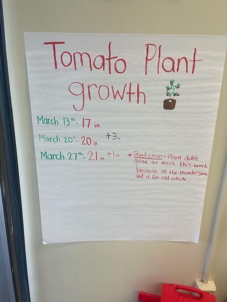 The picture shows 2 students watering a tomato plant and checking its growth. The chart shows the students prediction of why the plant did not grow the amount expected: There was a thunderstorm, and it felt cooler. On March 13th it was 17 inches tall. On March 20th it was 20 inches tall. It grew 3 inches. On March 27th it was 21 inches tall. It only grew 1 inch.