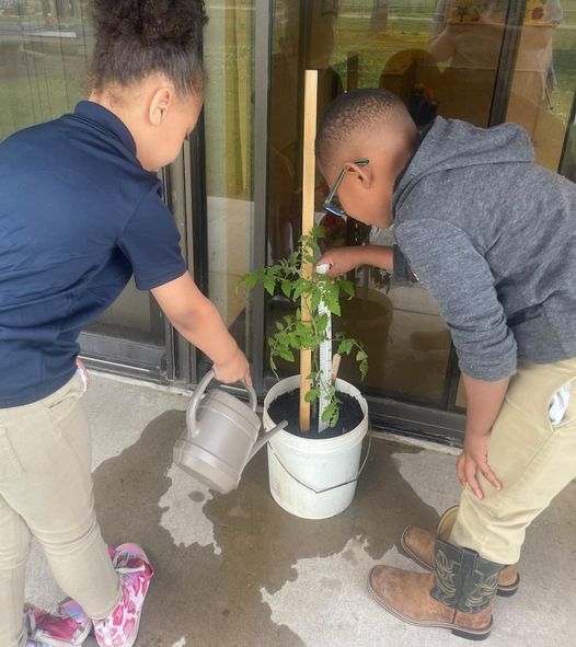 The picture shows 2 students watering a tomato plant and checking its growth. The chart shows the students prediction of why the plant did not grow the amount expected: There was a thunderstorm, and it felt cooler. On March 13th it was 17 inches tall. On March 20th it was 20 inches tall. It grew 3 inches. On March 27th it was 21 inches tall. It only grew 1 inch.
