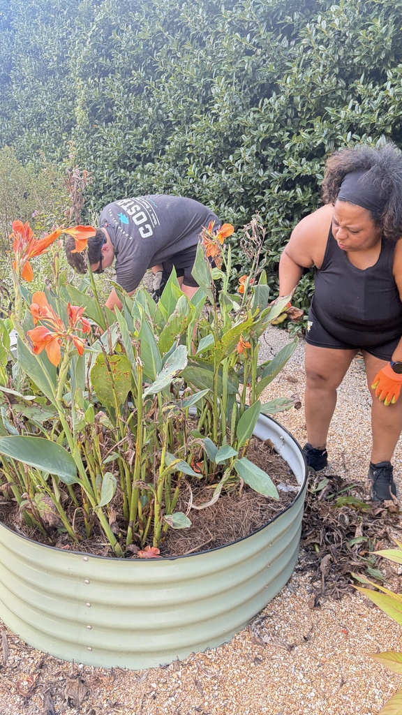 Two people clear plant debris around a round raised garden bed filled with orange canna lilies in front of a tall green hedge.