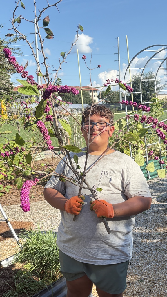 A boy in orange gloves holds branches of an American beautyberry shrub filled with vibrant purple berries in an outdoor garden.