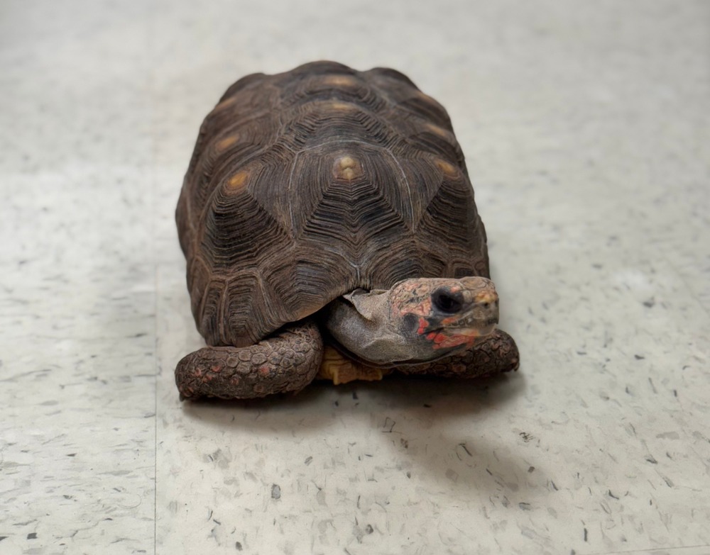 CLASS PET. During Mrs. Frahm Kricks Lunch Period, Strawberry gets to roam around the classroom. She then proceeds  to try and hide under her cage.