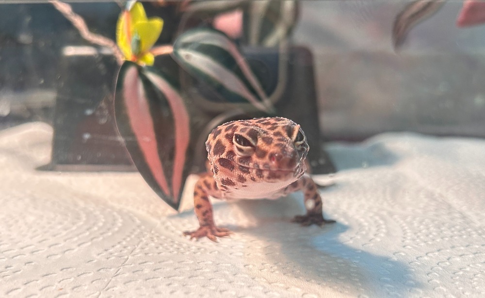SNACKS AND NAPS The schools leopard gecko Dotty seen coming out of her humid hide to stretch her legs and eat some mealworms after napping. Dotty is one of the two reptiles here at Louisville and she is loved dearly by many students.