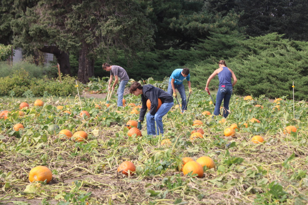 High school skills members cutting and picking pumpkins in the first week of October.