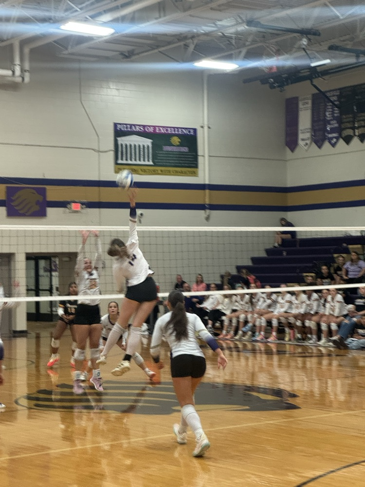 lion volleyball 