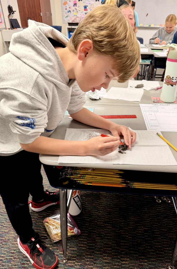 owl