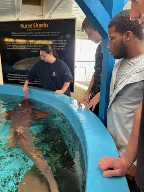Students observing a nurse shark