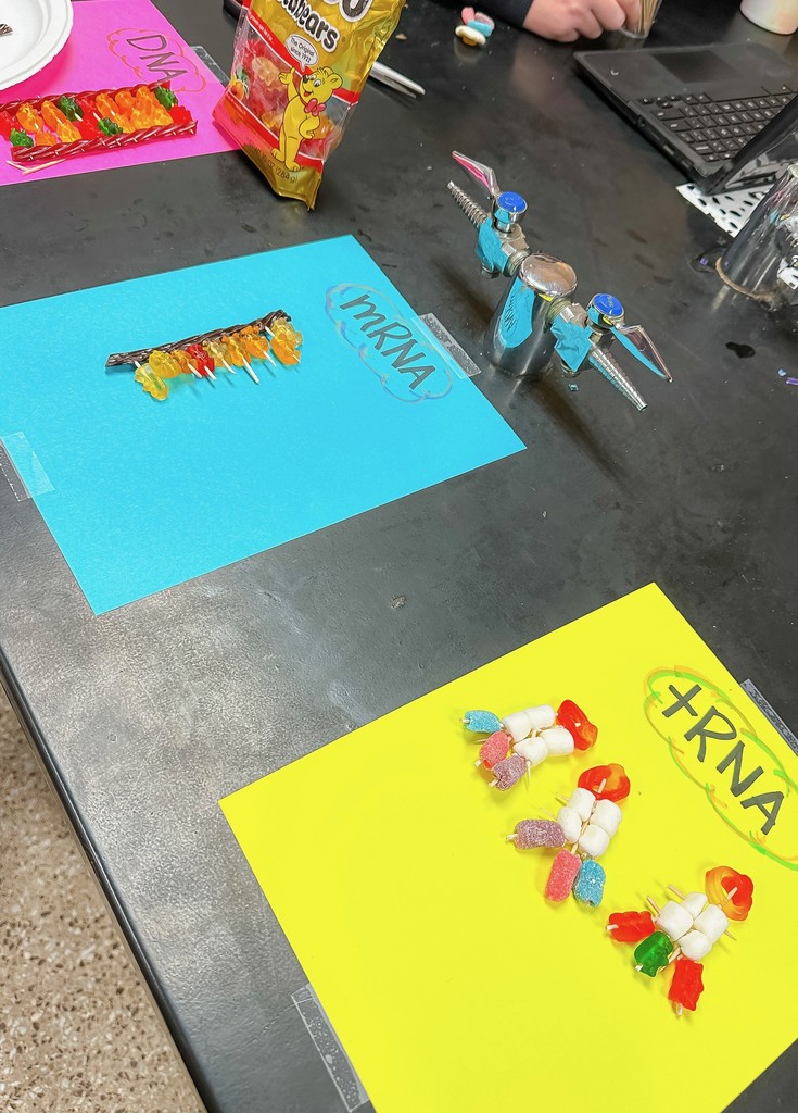 mRNA and +RNA models