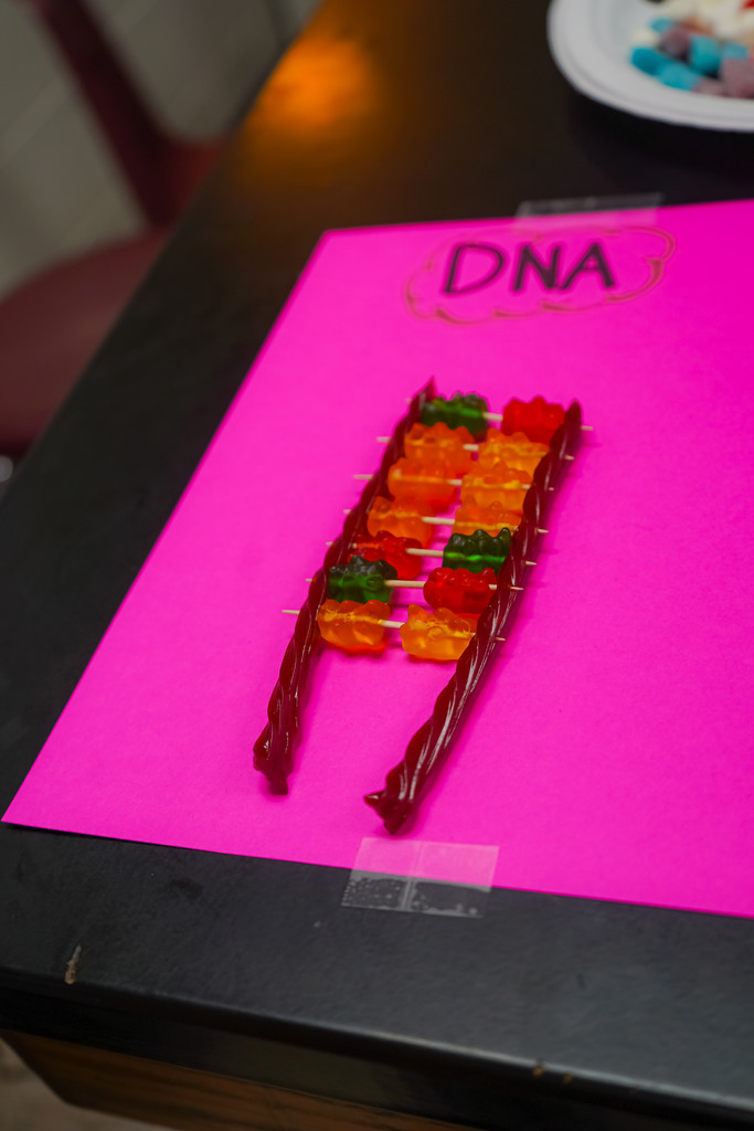 DNA strand made out of twizzlers and gummi bears