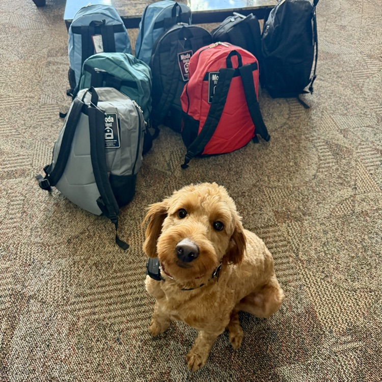 Grover posing with bags of food 