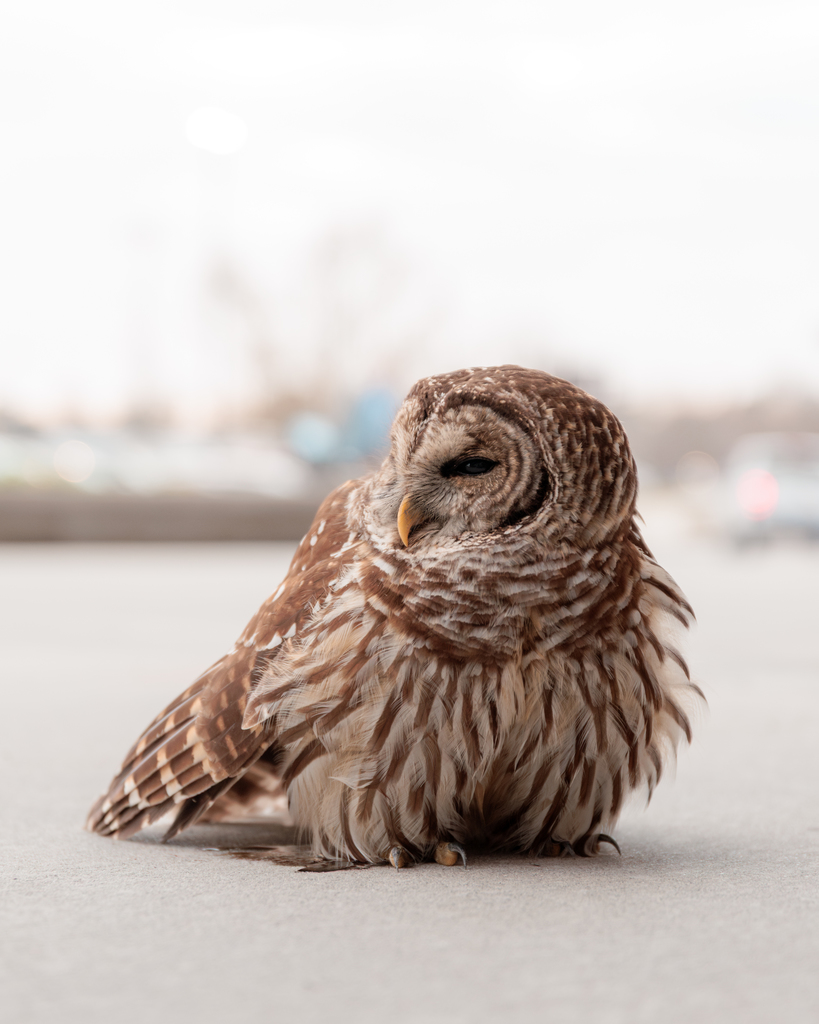 Barred owl at LHS