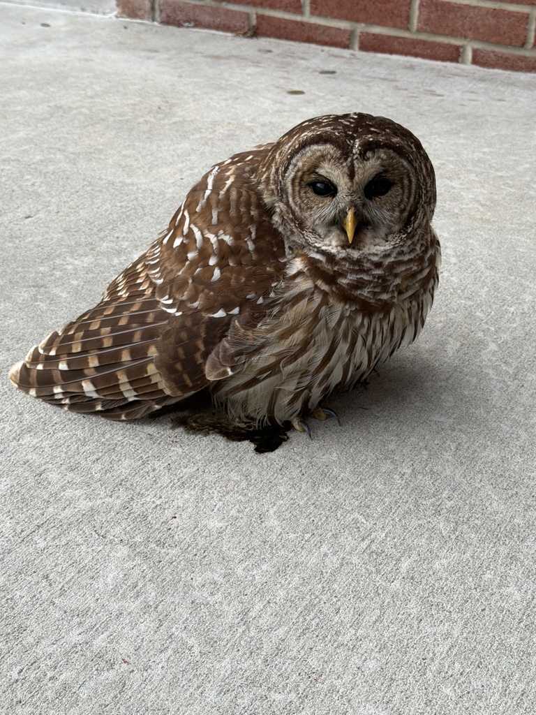 Barred owl at LHS