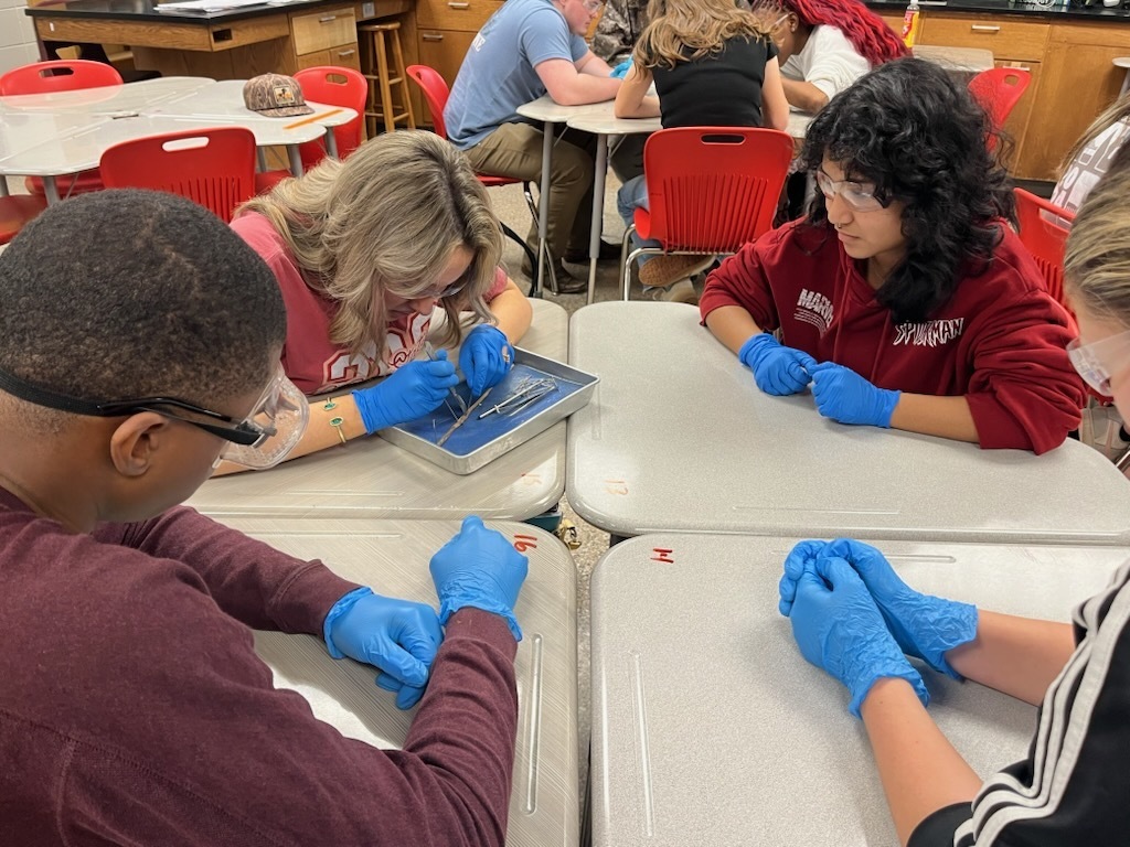 Students dissecting an earthworm