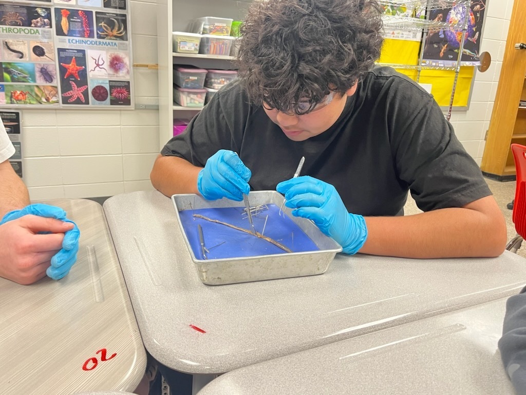 Students dissecting an earthworm