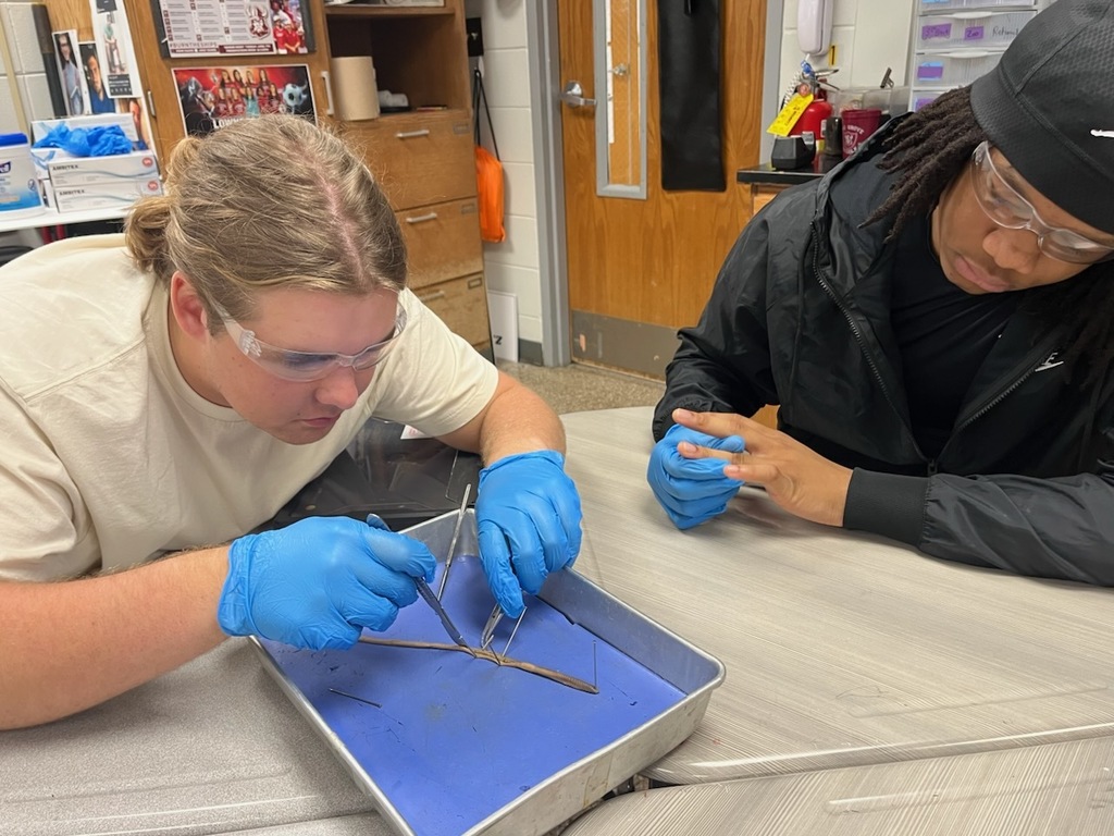 Students dissecting an earthworm