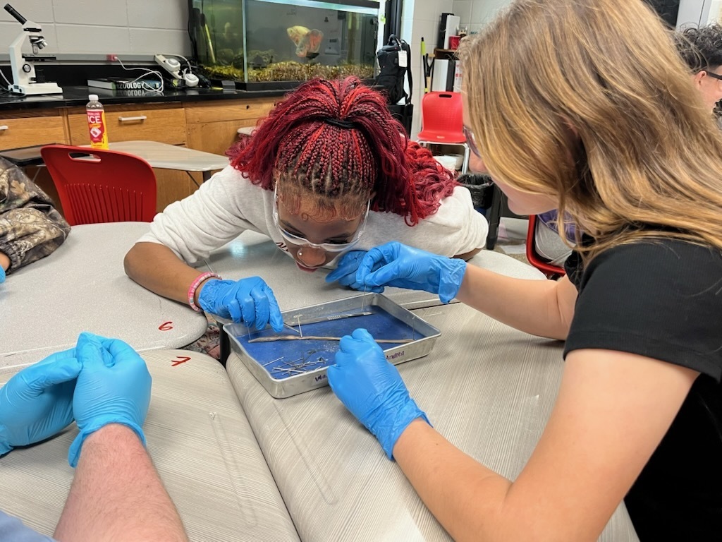 Students dissecting an earthworm