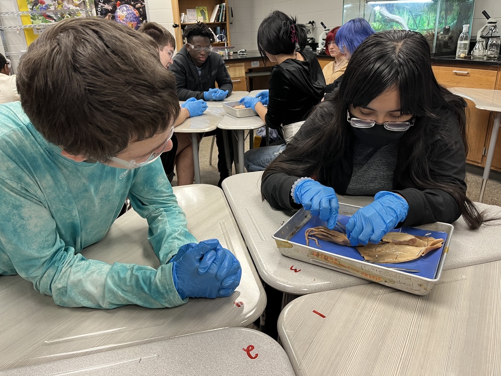 Students dissecting a squid