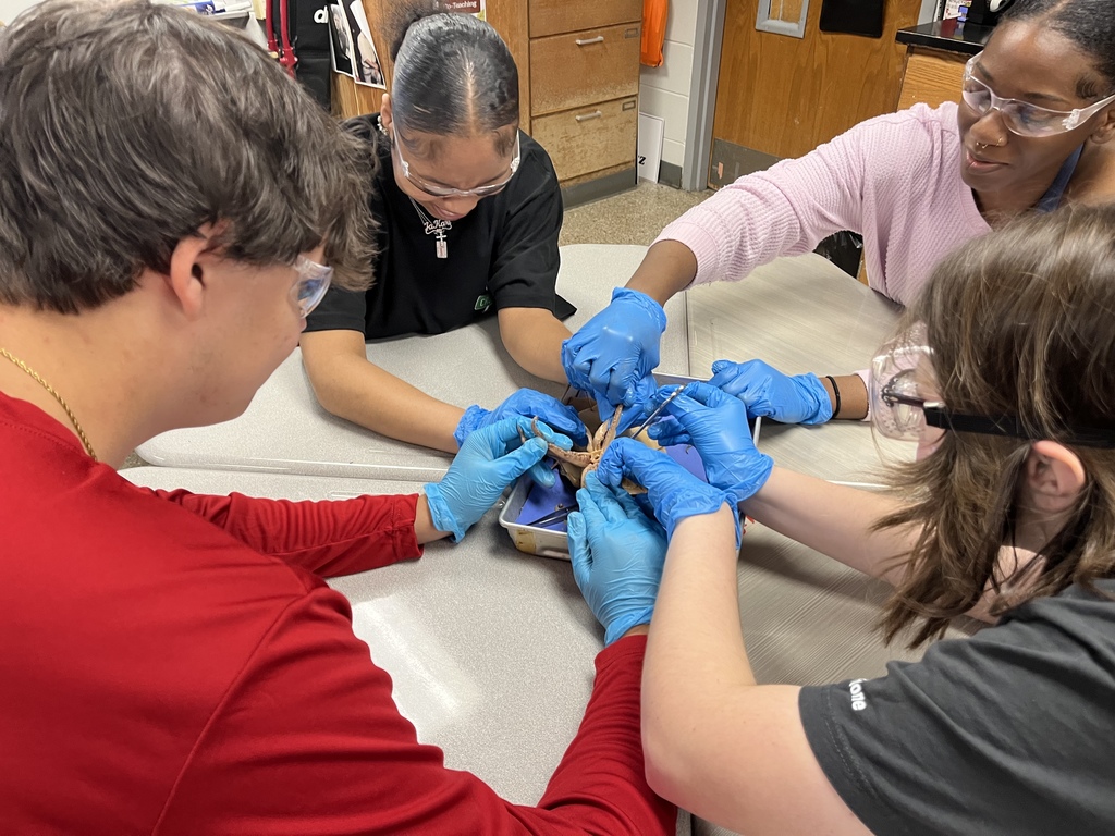 Students dissecting a squid