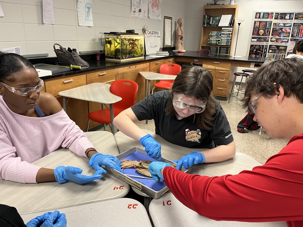 Students dissecting a squid