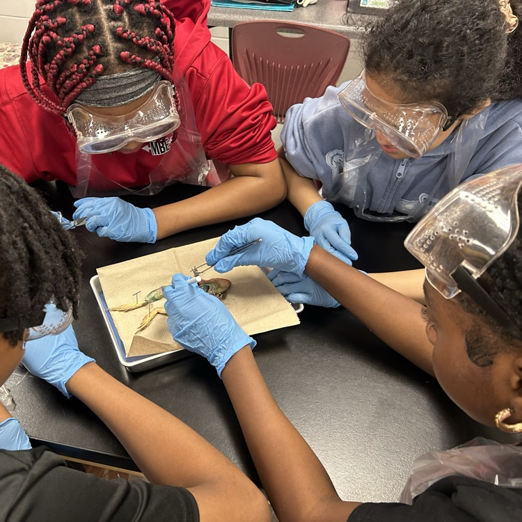 frog dissection lab 