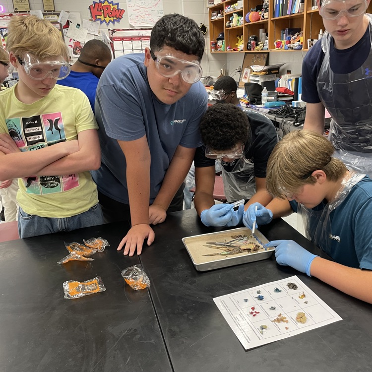 frog dissection lab 