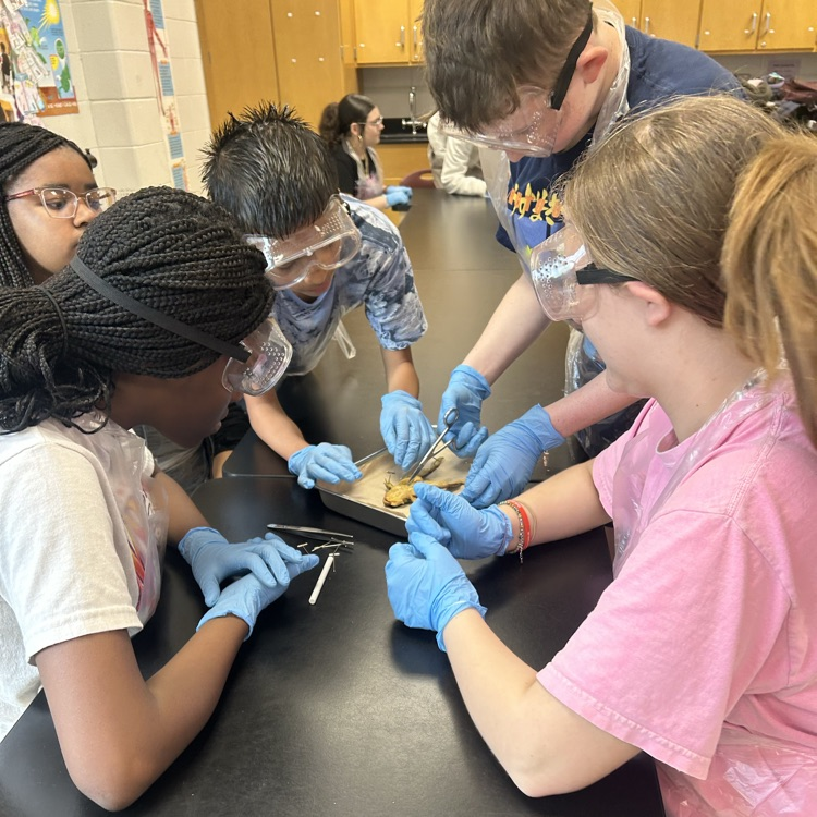 frog dissection lab 