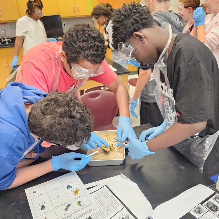 frog dissection lab 