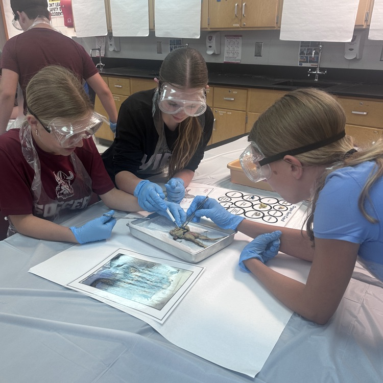 frog dissection lab 