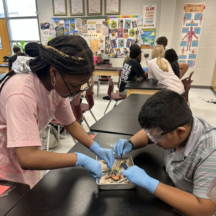 frog dissection lab 