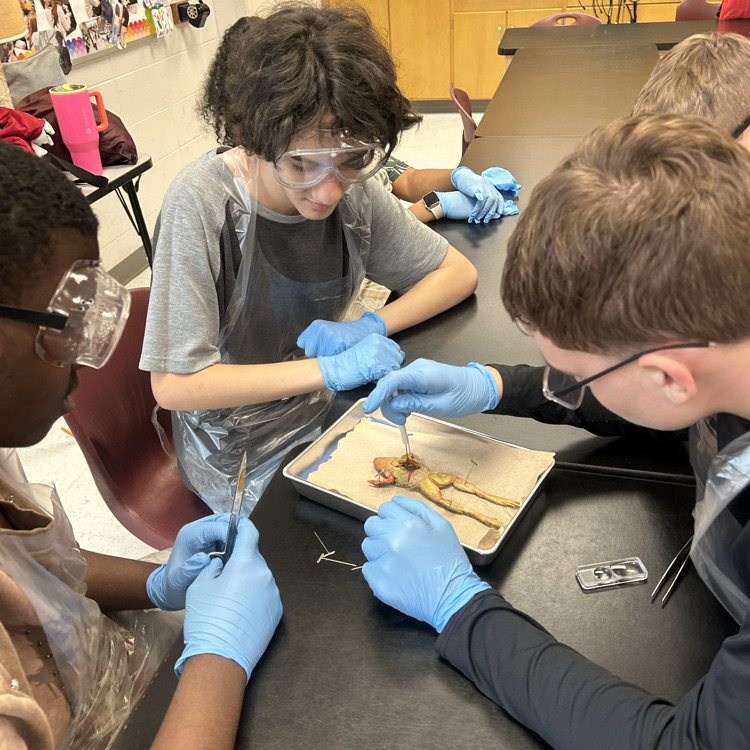 frog dissection lab 
