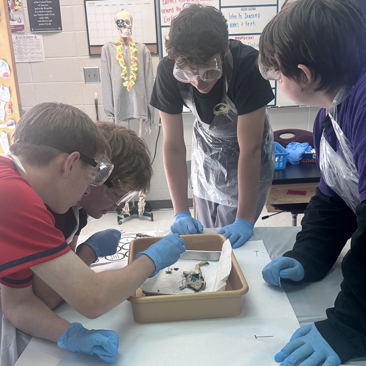 frog dissection lab 