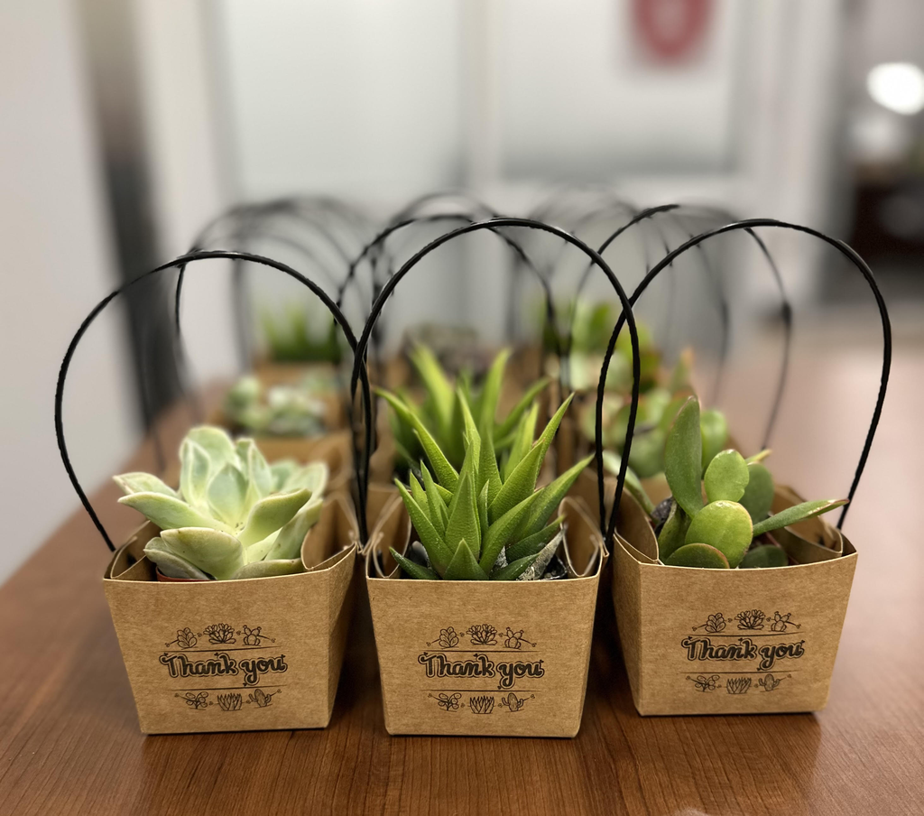 succulent gifts
