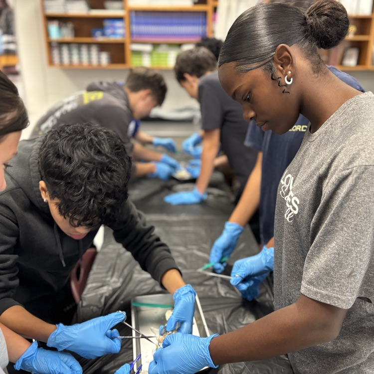 cow eye dissection