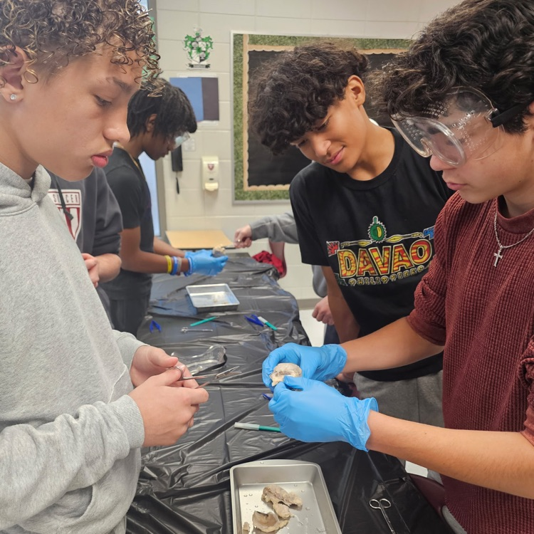 cow eye dissection