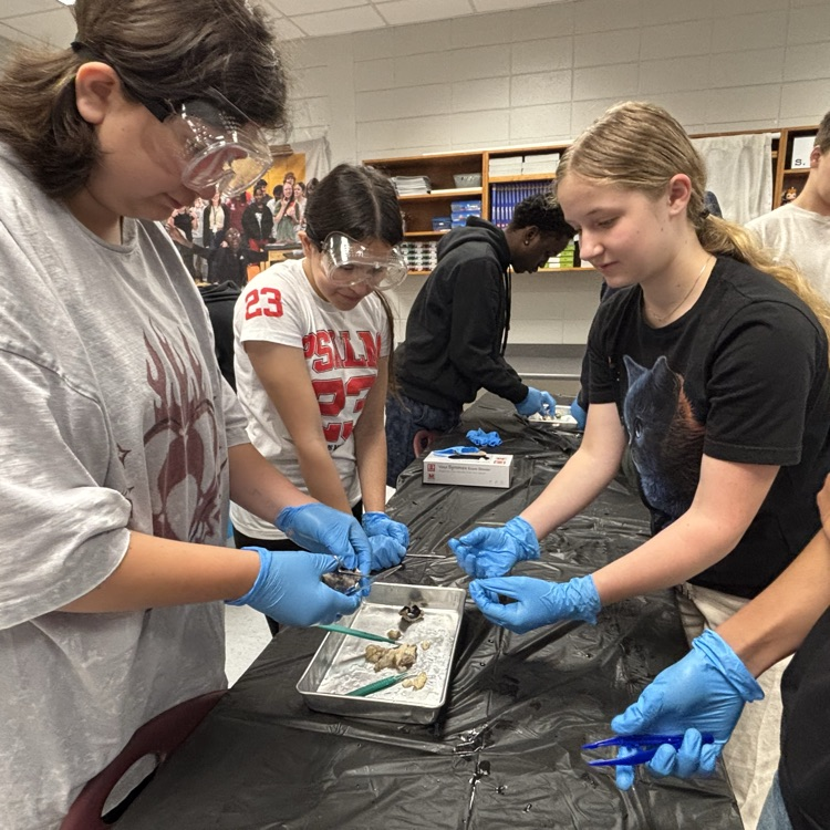 cow eye dissection