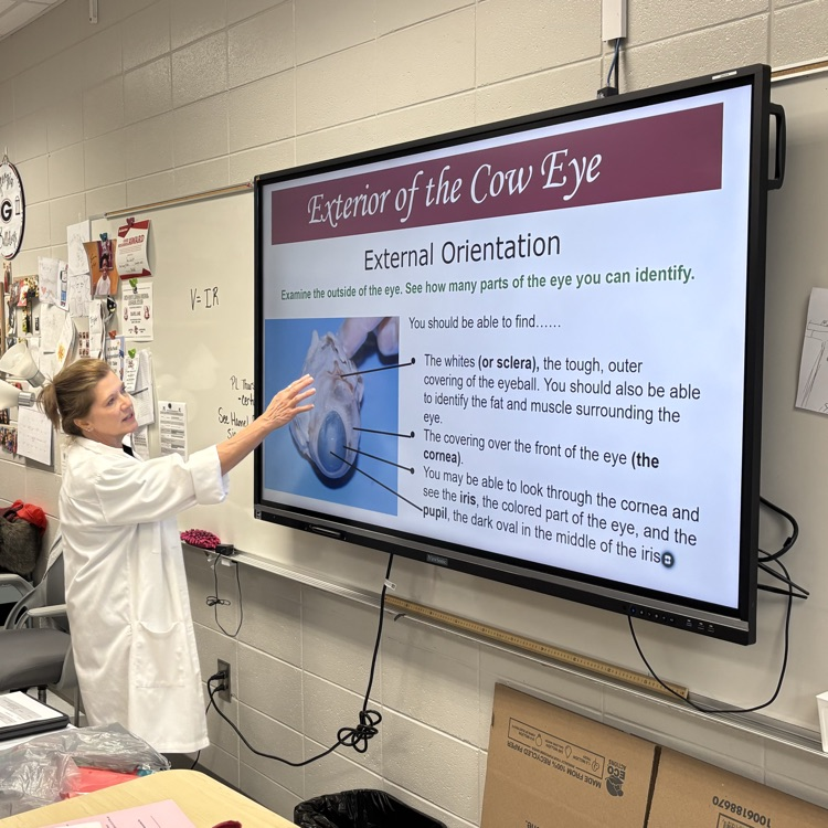 cow eye dissection
