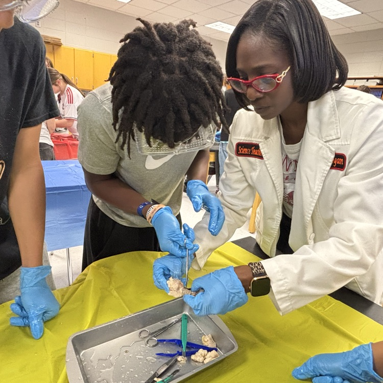 cow eye dissection
