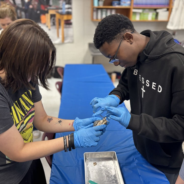 cow eye dissection