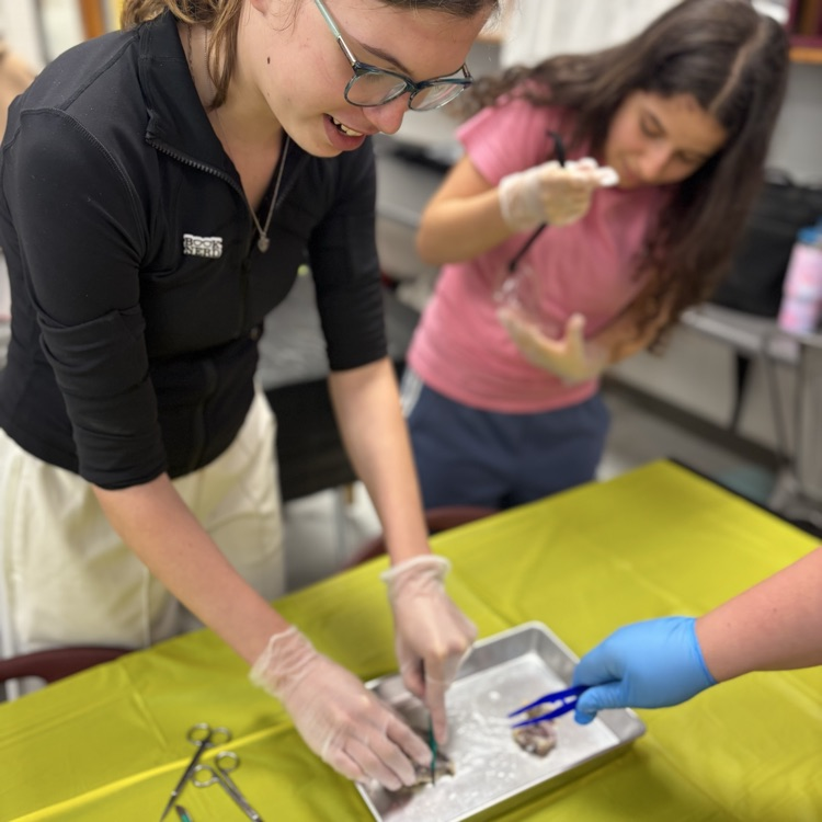 cow eye dissection