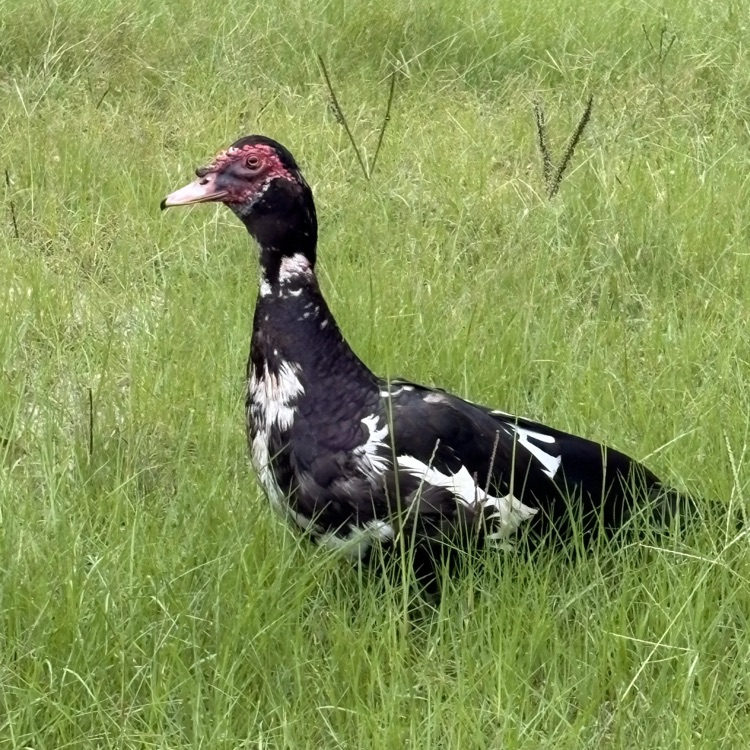 Donald - duck on campus 
