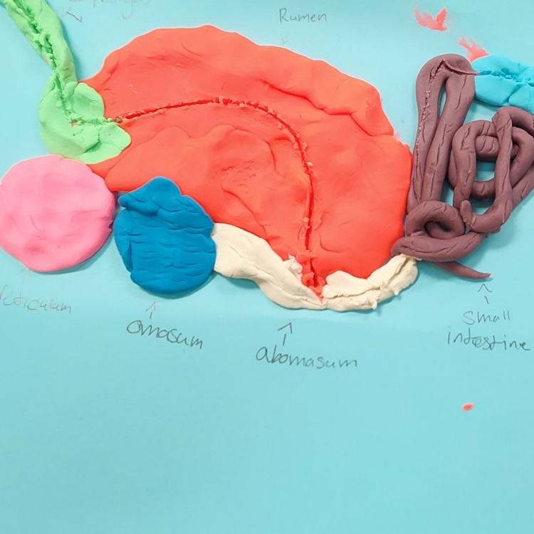 playdoh body systems lab